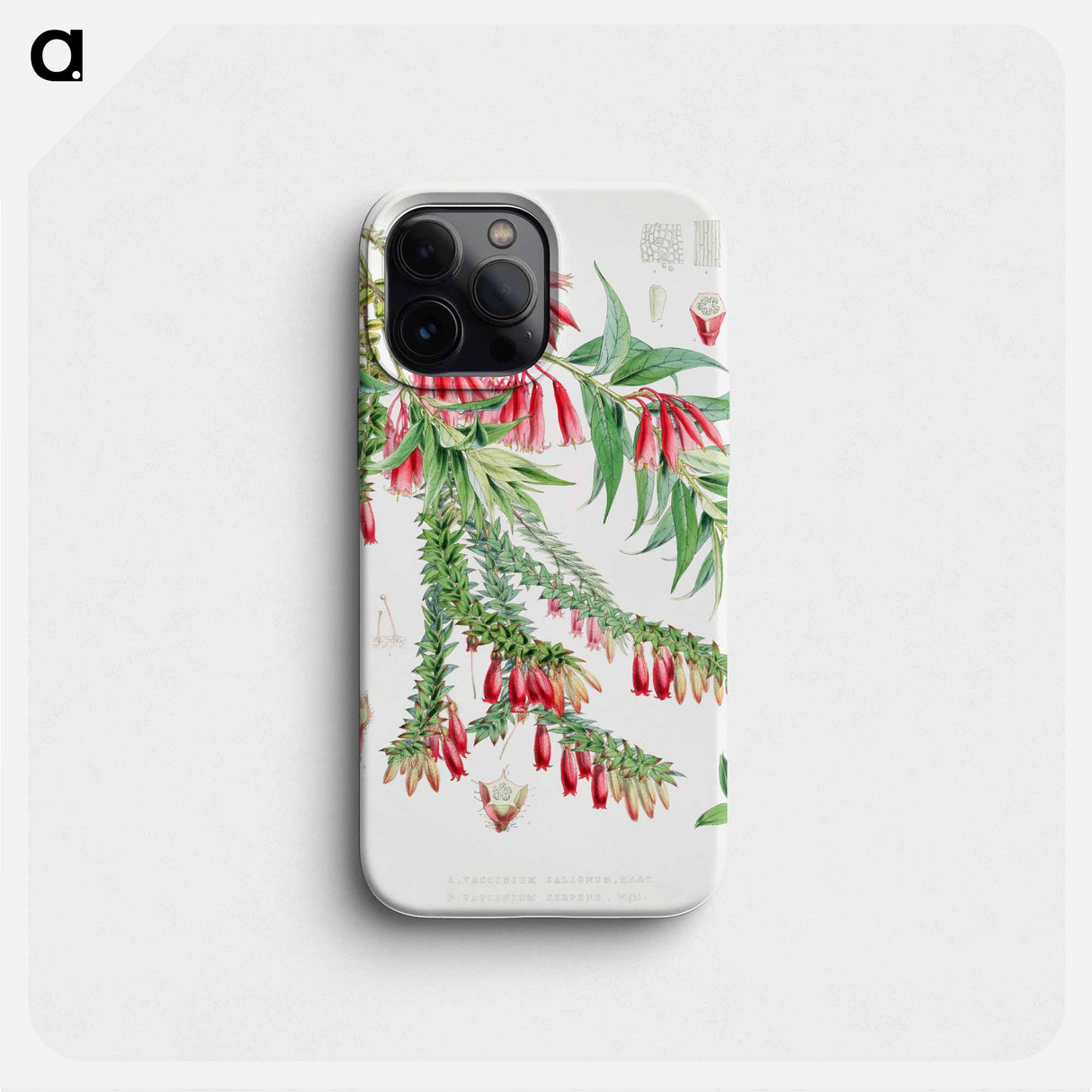 Vaccinium Salignum (syn. Agapetes saligna), Vaccinium Serpens (syn. Agapetes serpens) - ウォルター フッド フィッチ Phone Case.