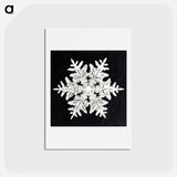 アートポストカード-Wilson Bentley's Snowflake 990 - ウィルソン ベントレー Postcard.