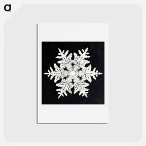 アートポストカード-Wilson Bentley's Snowflake 990 - ウィルソン ベントレー Postcard.