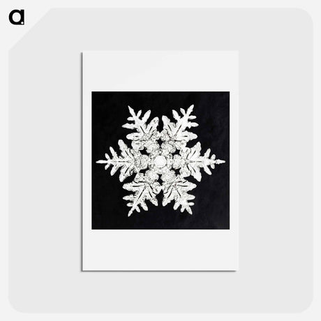 アートポストカード-Wilson Bentley's Snowflake 990 - ウィルソン ベントレー Postcard.