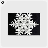 アートポストカード-Wilson Bentley's Snowflake 990 - ウィルソン ベントレー Postcard.