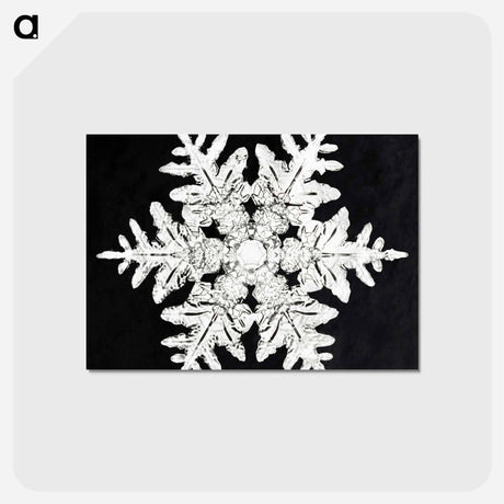 アートポストカード-Wilson Bentley's Snowflake 990 - ウィルソン ベントレー Postcard.