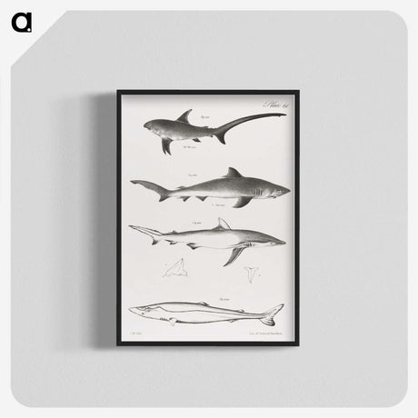 1-7_Zoology-of-New-York_blk-crop