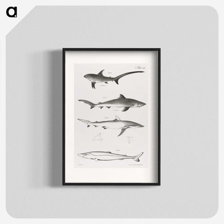 1-7_Zoology-of-New-York_blk