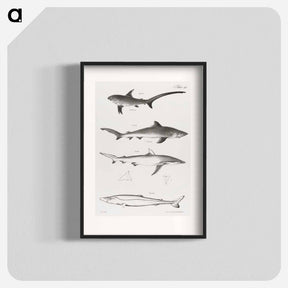 アートポスター-Different types of Sharks - ニューヨークの動物学 Poster.