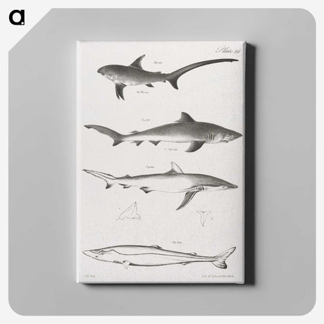 1-7_Zoology-of-New-York_canvas
