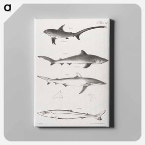 アートパネル-Different types of Sharks - ニューヨークの動物学 Canvas.