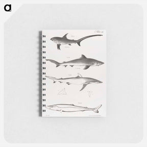 アートメモ帳-Different types of Sharks - ニューヨークの動物学 Memo.