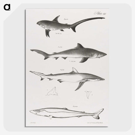 1-7_Zoology-of-New-York_picture-crop
