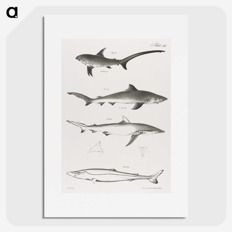 1-7_Zoology-of-New-York_picture