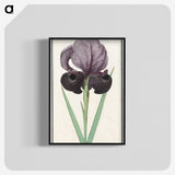 1-80_Anselmus-Boetius-de-Boodt_blk-crop