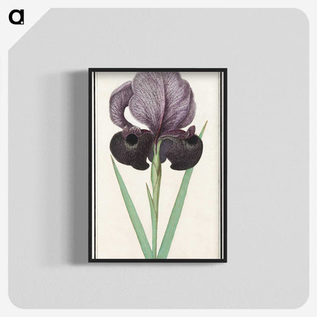 1-80_Anselmus-Boetius-de-Boodt_blk-crop