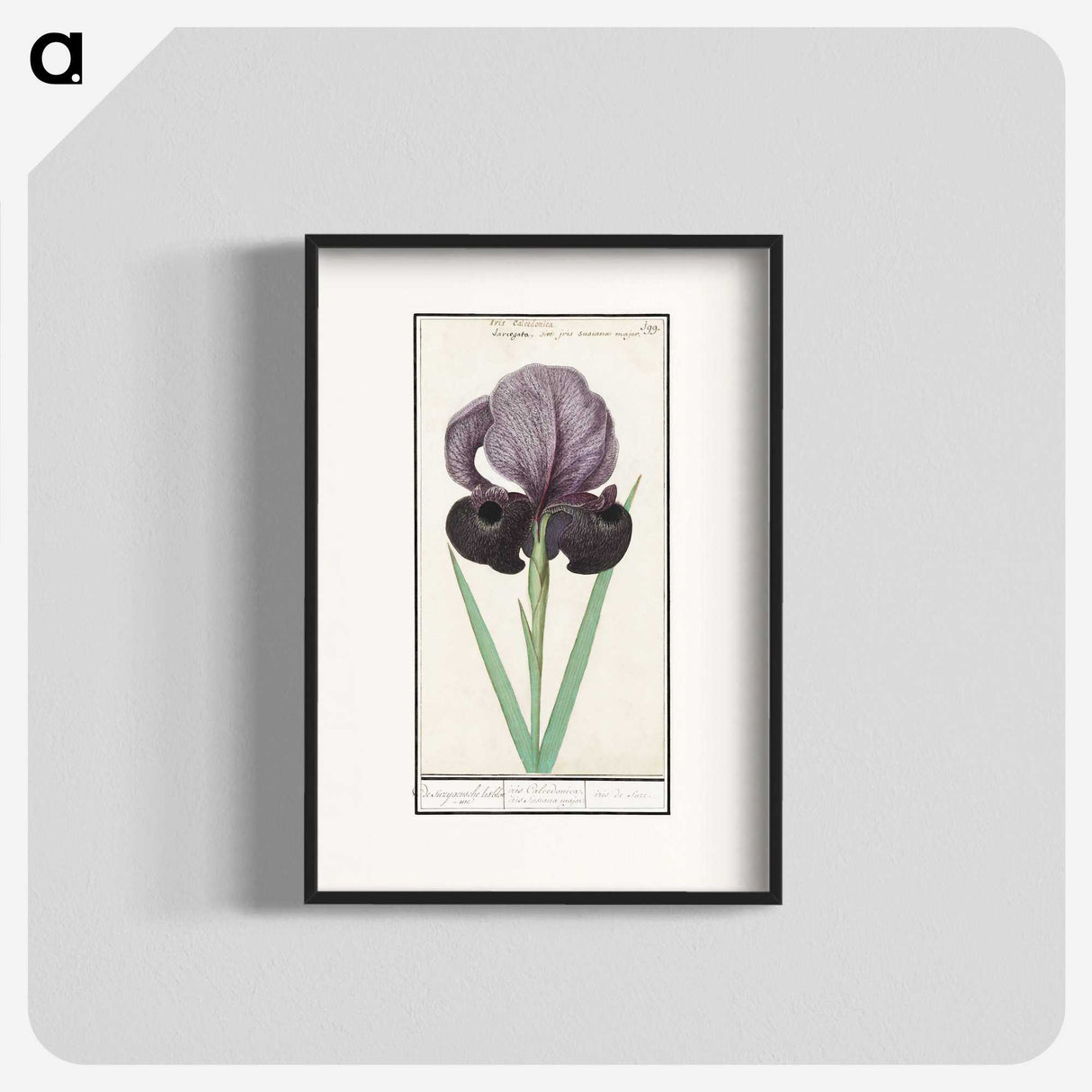 1-80_Anselmus-Boetius-de-Boodt_blk