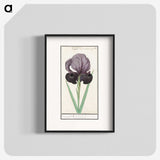 1-80_Anselmus-Boetius-de-Boodt_blk