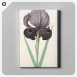 1-80_Anselmus-Boetius-de-Boodt_canvas