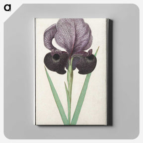 1-80_Anselmus-Boetius-de-Boodt_canvas