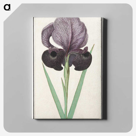 1-80_Anselmus-Boetius-de-Boodt_canvas
