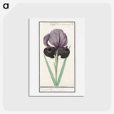 1-80_Anselmus-Boetius-de-Boodt_hagaki