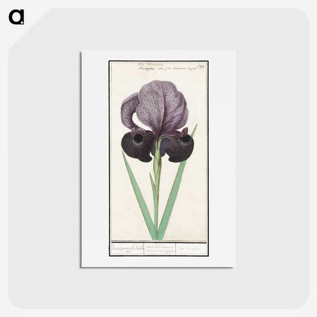 1-80_Anselmus-Boetius-de-Boodt_hagaki