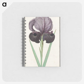 1-80_Anselmus-Boetius-de-Boodt_memo