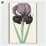 1-80_Anselmus-Boetius-de-Boodt_picture-crop