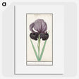 1-80_Anselmus-Boetius-de-Boodt_picture