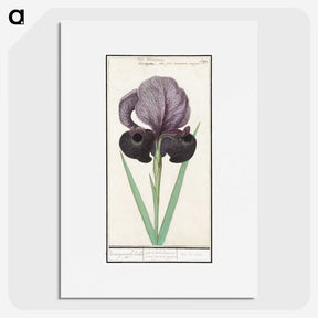 1-80_Anselmus-Boetius-de-Boodt_picture