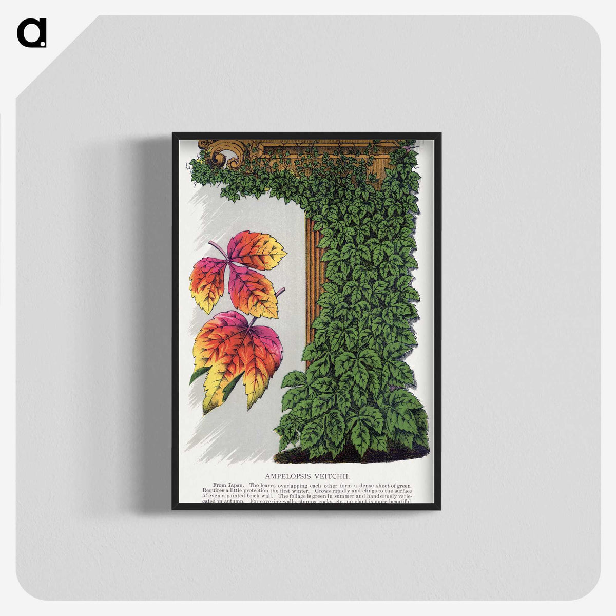 1-80_Botanical-Specimen-Plates_blk-crop