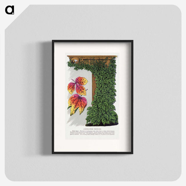 1-80_Botanical-Specimen-Plates_blk