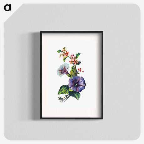 アートポスター-Convolvulus Pink Mayflower
 - 大英図書館 Poster.