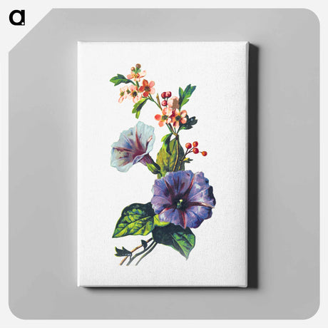 アートパネル-Convolvulus Pink Mayflower
 - 大英図書館 Canvas.