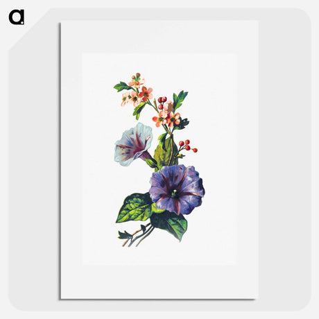 アートポスター-Convolvulus Pink Mayflower
 - 大英図書館 Poster.