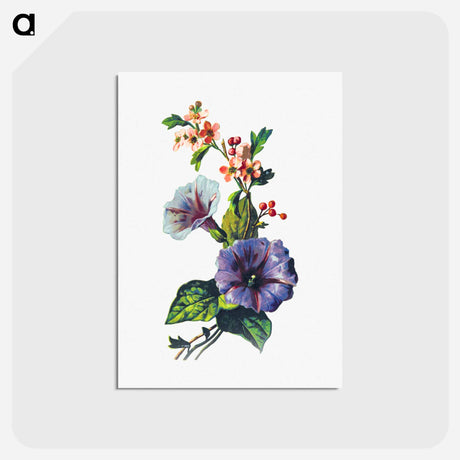 アートポストカード-Convolvulus Pink Mayflower
 - 大英図書館 Postcard.