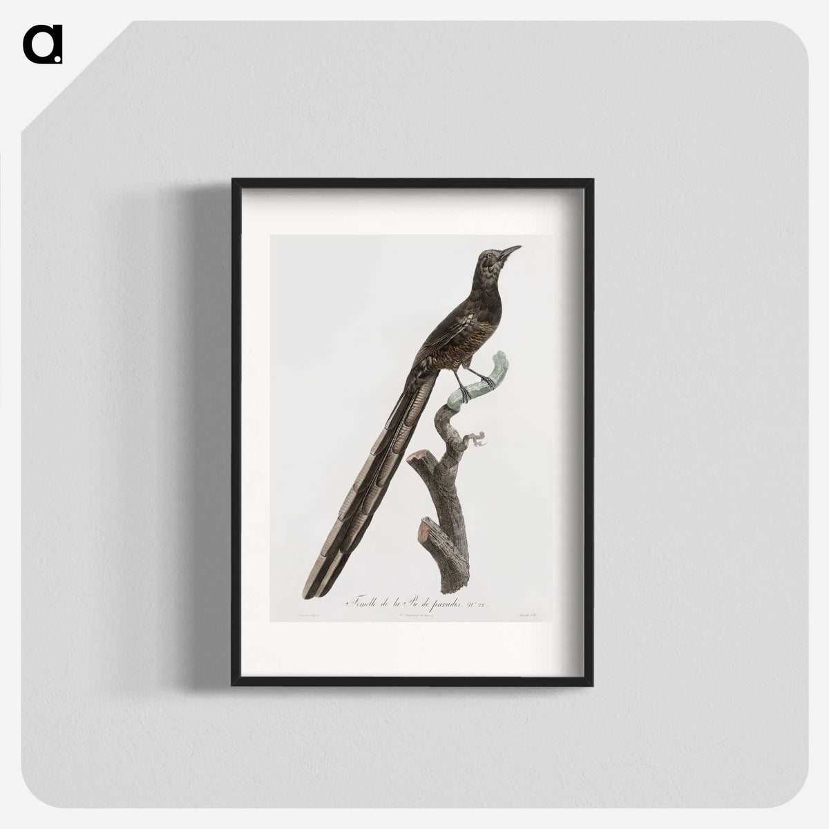 1-80_Des-Oiseaux-de-Paradis_blk