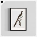 1-80_Des-Oiseaux-de-Paradis_blk