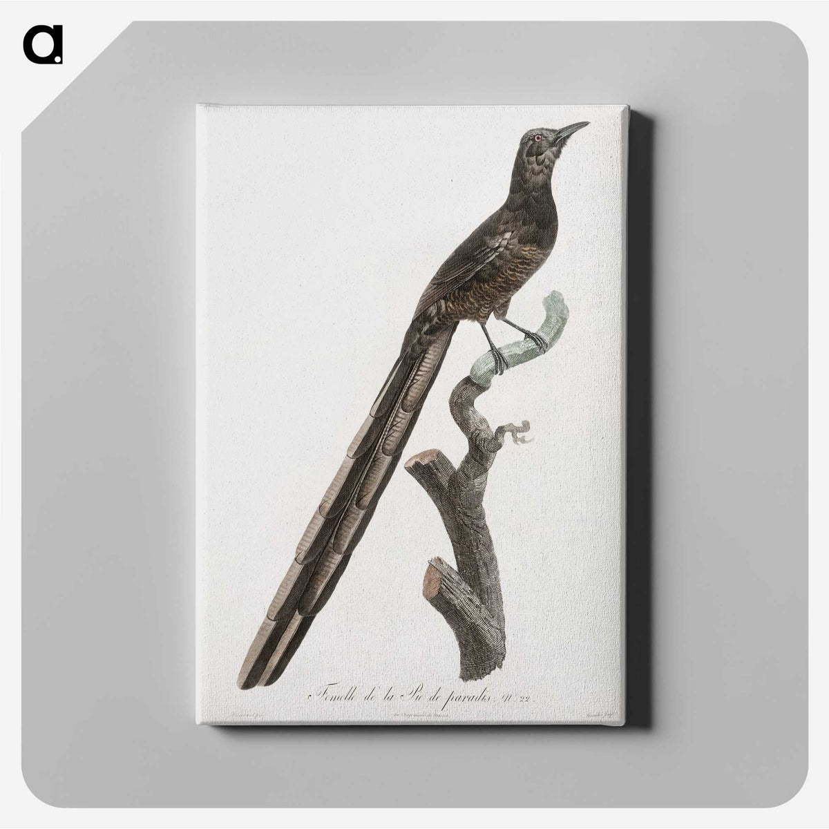 1-80_Des-Oiseaux-de-Paradis_canvas