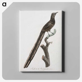 1-80_Des-Oiseaux-de-Paradis_canvas