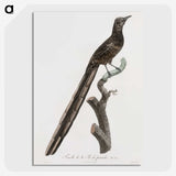 1-80_Des-Oiseaux-de-Paradis_picture-crop
