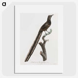 1-80_Des-Oiseaux-de-Paradis_picture
