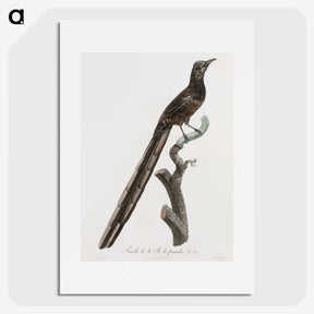 1-80_Des-Oiseaux-de-Paradis_picture