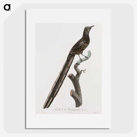1-80_Des-Oiseaux-de-Paradis_picture