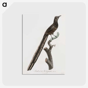 1-80_Des-Oiseaux-de-Paradis_postcard
