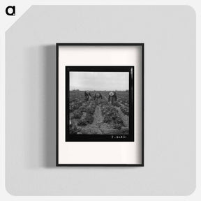 アートポスター-Near Westmorland, Imperial Valley. Filipinos cutting lettuce - ドロテア ラング Poster.