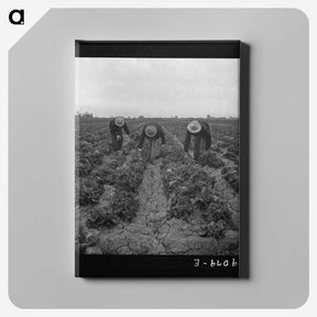 1-80_Dorothea-Lange_canvas