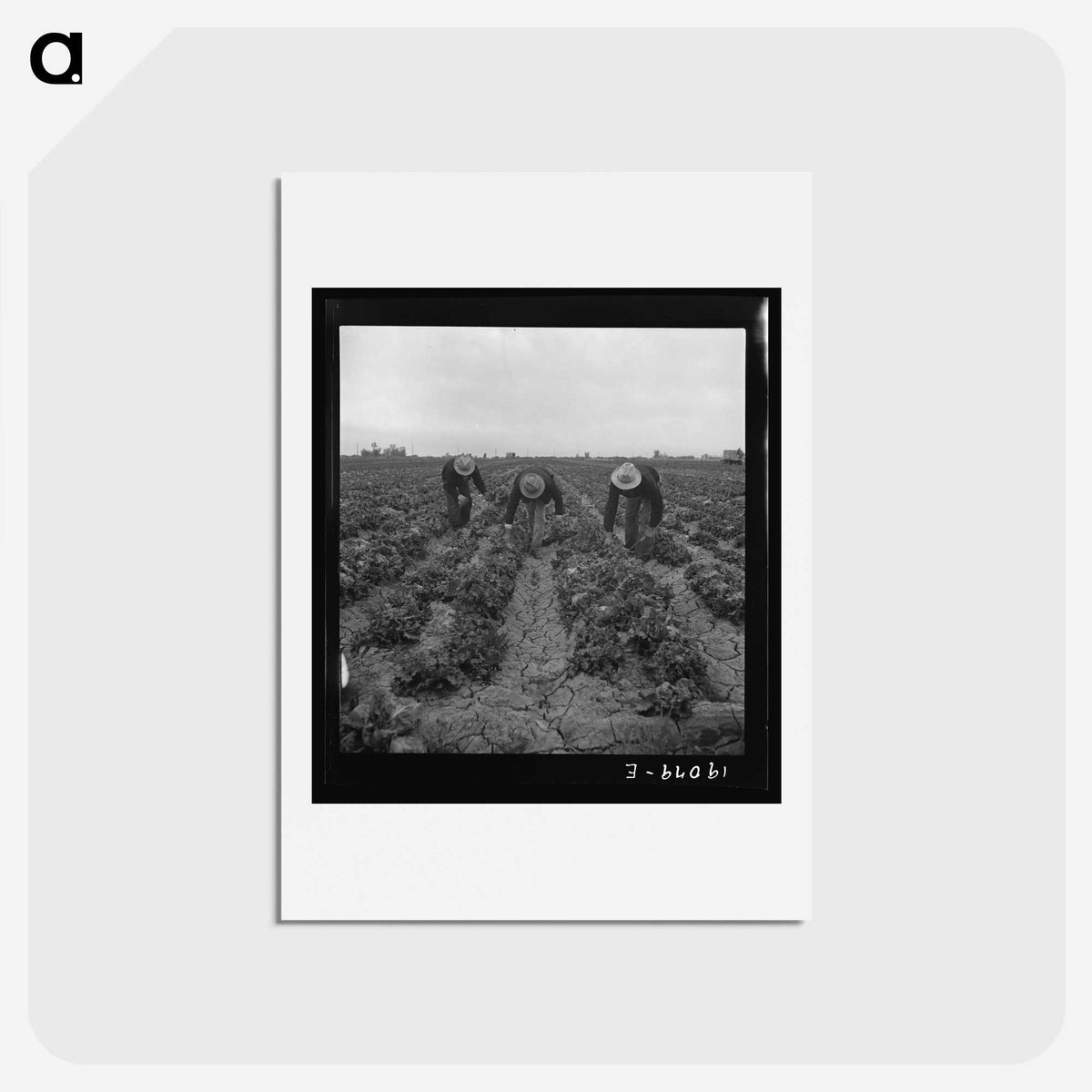 1-80_Dorothea-Lange_hagaki