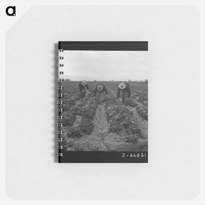 アートメモ帳-Near Westmorland, Imperial Valley. Filipinos cutting lettuce - ドロテア ラング Memo.