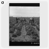 1-80_Dorothea-Lange_picture-crop