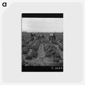 1-80_Dorothea-Lange_postcard