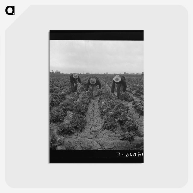 1-80_Dorothea-Lange_postcard