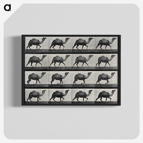 1-80_Eadweard-Muybridge_blk-crop